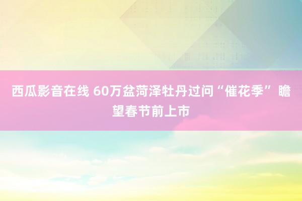 西瓜影音在线 60万盆菏泽牡丹过问“催花季” 瞻望春节前上市